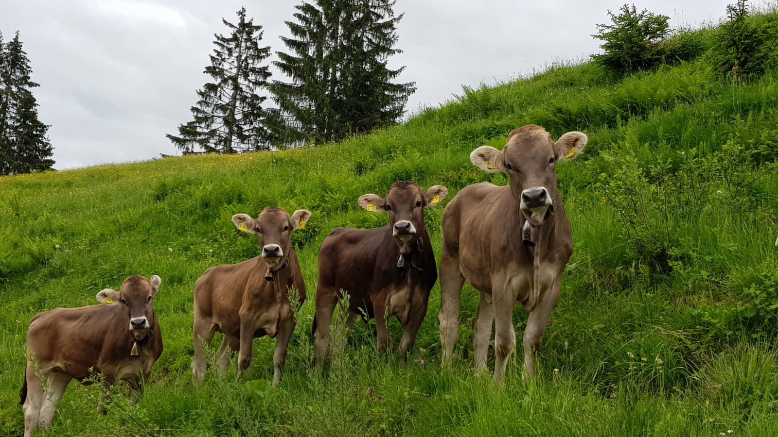 braune Kühe auf Wiese im Allgäu